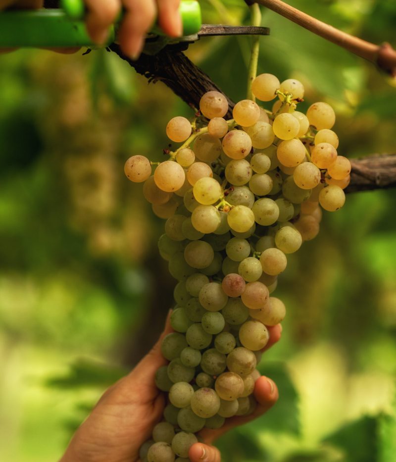 Bunches of various grapes ready to be harvested